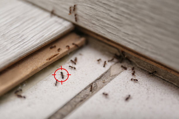 Best Pest Prevention Services  in Neffs, OH