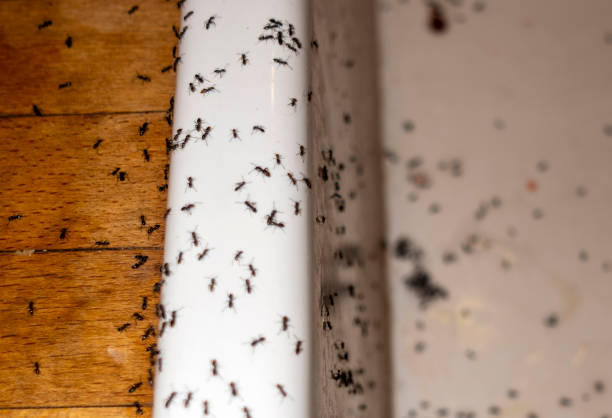 Professional Pest Control in Neffs, OH