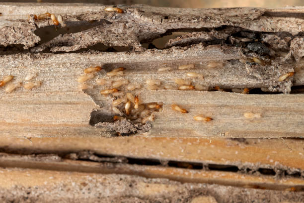 Spider Control Near Me in Neffs, OH